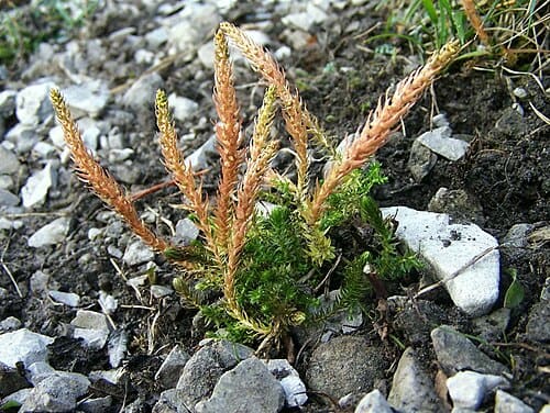 Selaginella, standing in for Selaginella bipartita