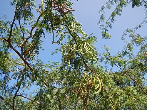 Vachellia farnesiana