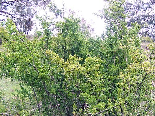 Lycium, standing in for Lycium ningxiaense