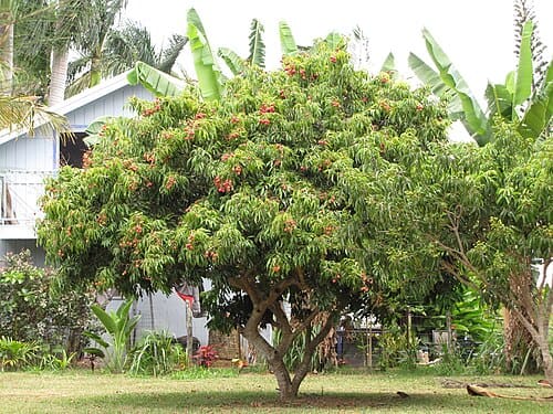 Litchi chinensis
