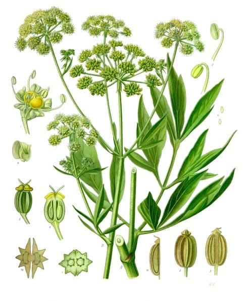 Levisticum