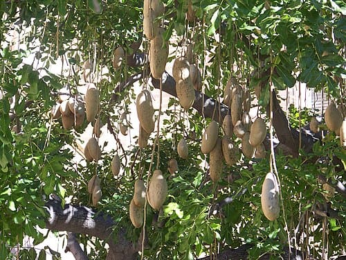Kigelia africana