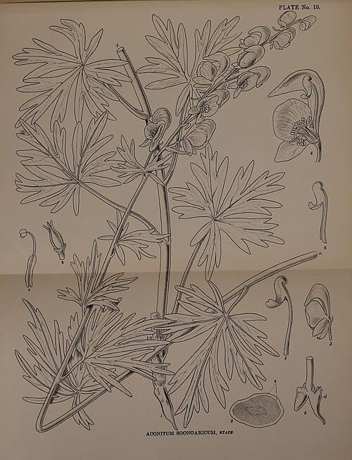 Aconitum soongaricum