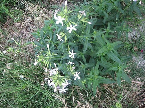 Saponaria officinalis