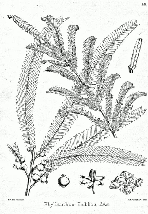 Phyllanthus, standing in for Phyllanthus pterocarpus