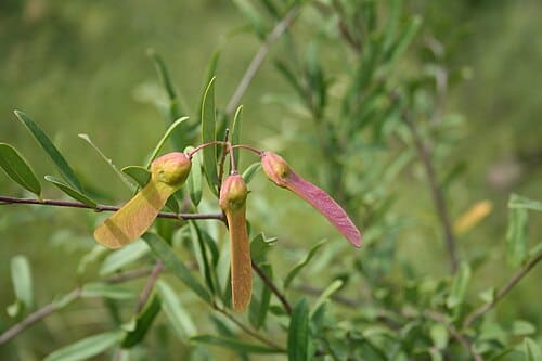 Securidaca, standing in for Securidaca inappendiculata