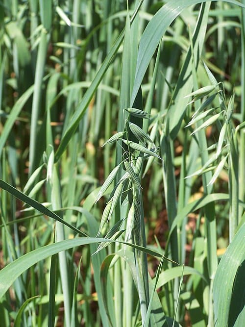 Avena sativa