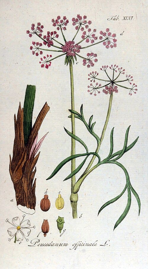 Peucedanum, standing in for Peucedanum lijiangense