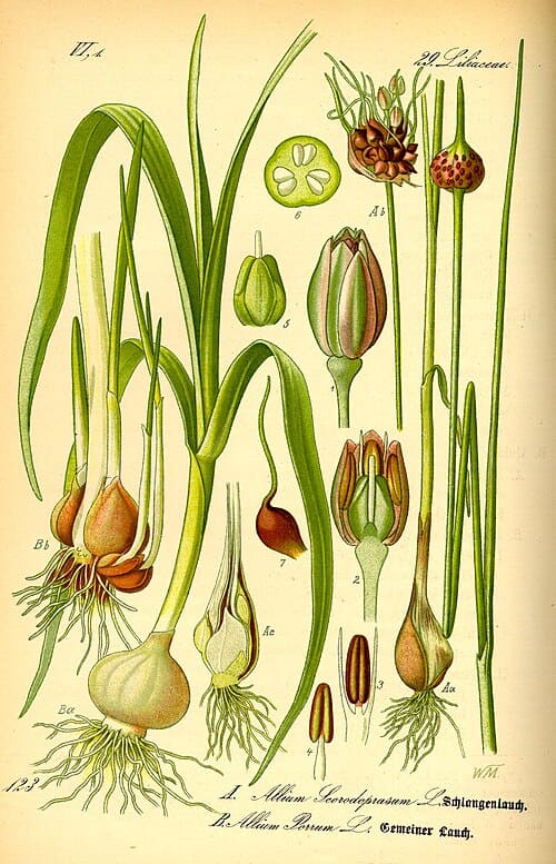 Allium scorodoprasum