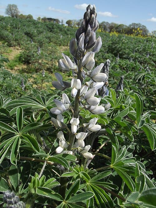 Lupinus, standing in for Lupinus alba