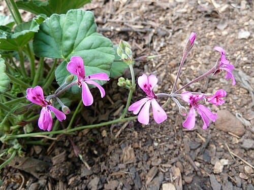 Pelargonium reniforme