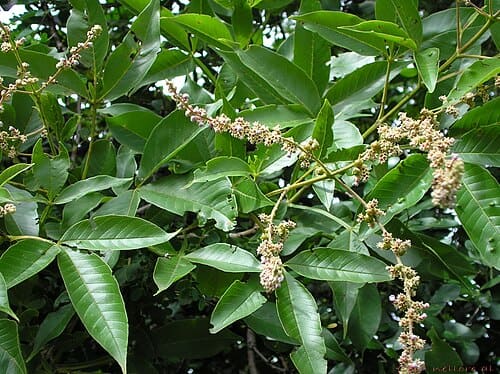 Vitex, standing in for Vitex simplicifolia