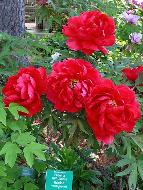Paeonia suffruticosa