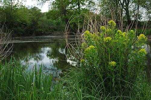 Euphorbia palustris