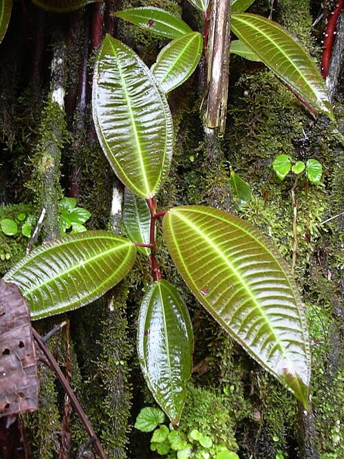 Miconia