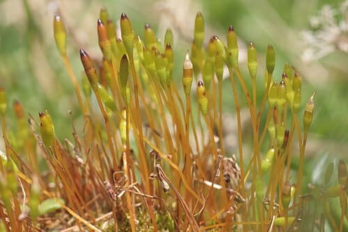Tetraplodon mnioides