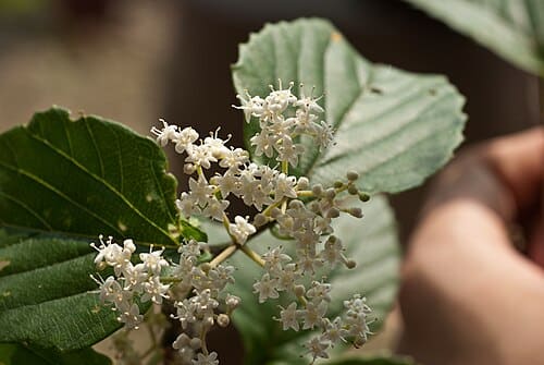 Viburnum luzonicum