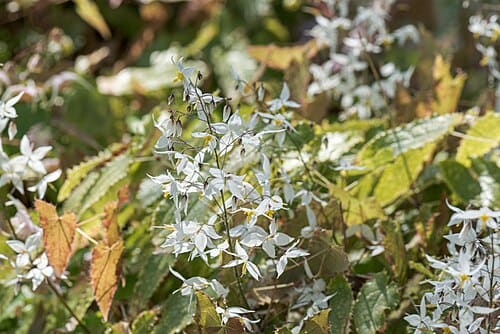 Epimedium brevicornu