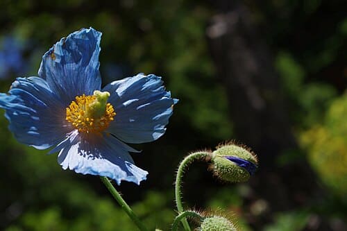 Meconopsis betonicifolia