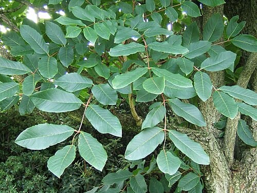 Meliosma, standing in for Meliosma beaniana