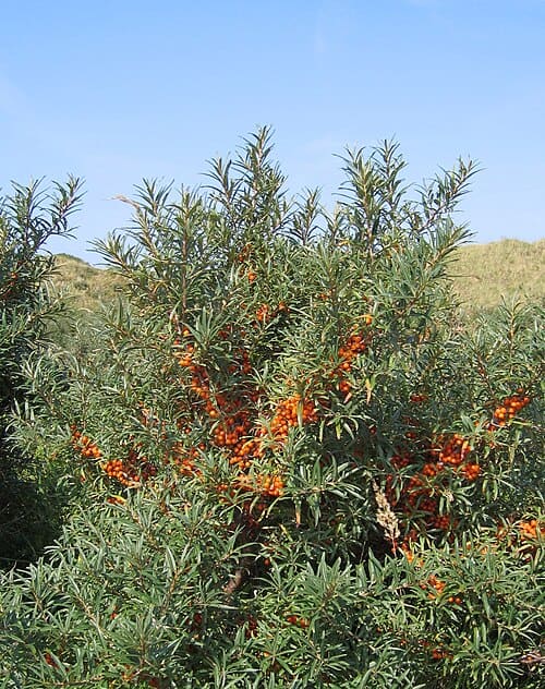Hippophae, standing in for Hippophae neurocarpa