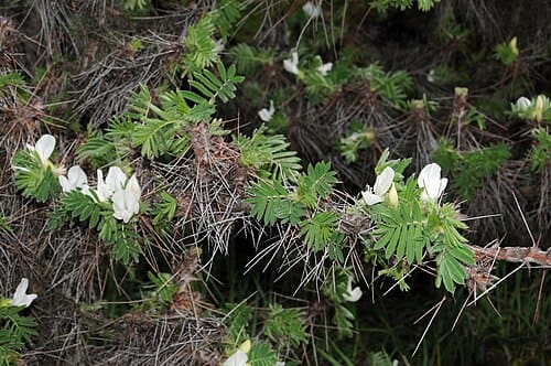 Caragana jubata