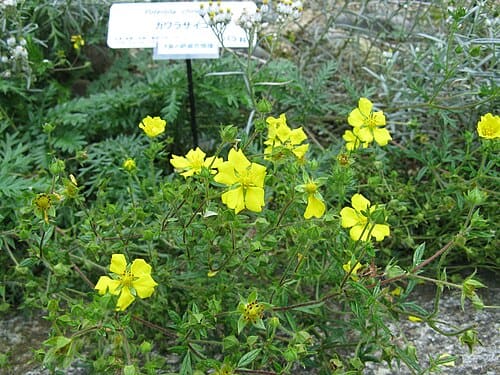 Potentilla chinensis