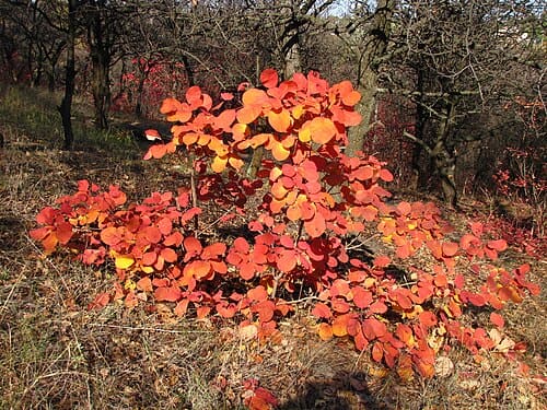 Cotinus
