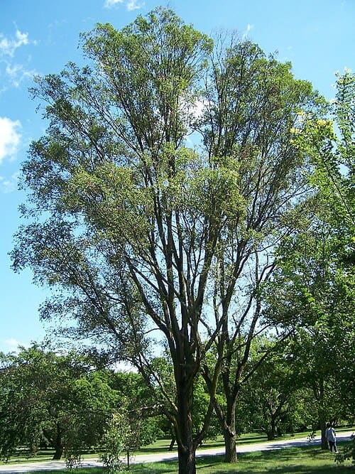 Ulmus pumila