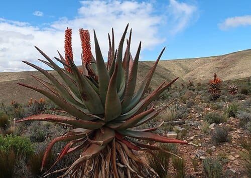 Aloe ferox