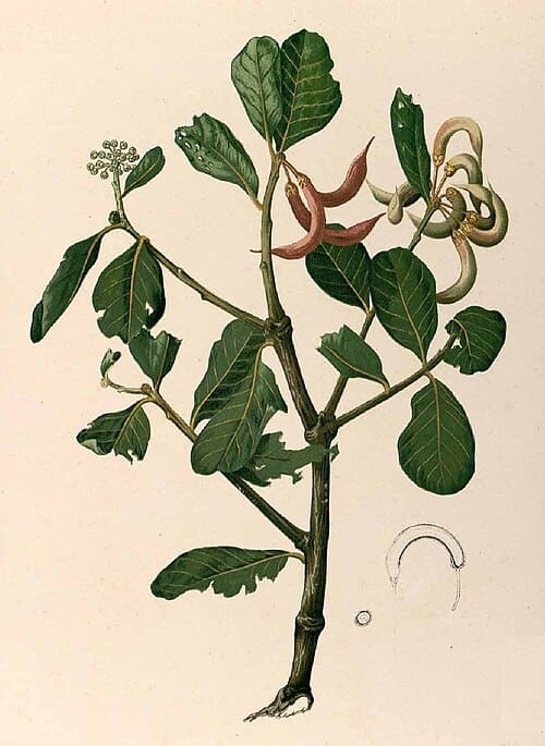 Aegiceras corniculatum
