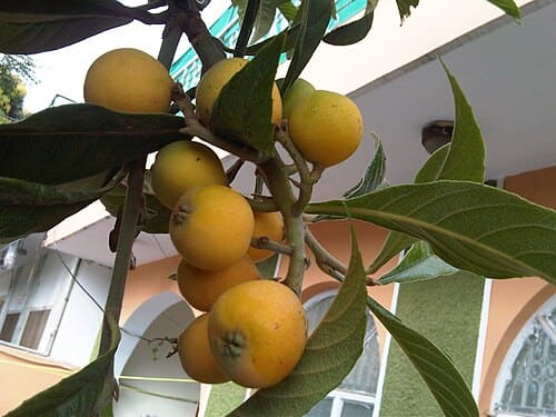 Eriobotrya japonica