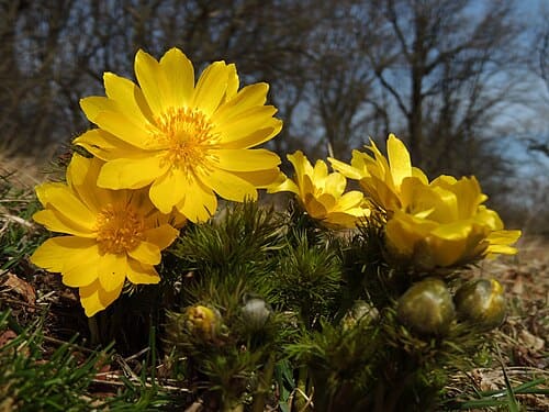 Adonis, standing in for Adonis chrysocyathus