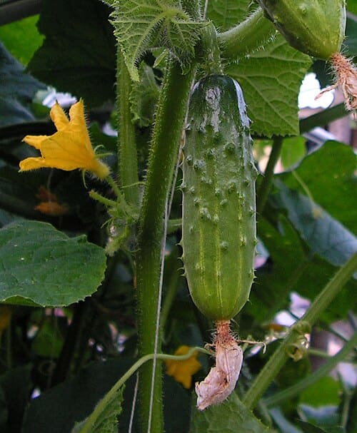 Cucumis sativus