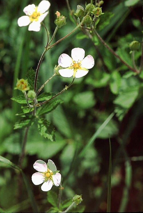 Potentilla rupestris