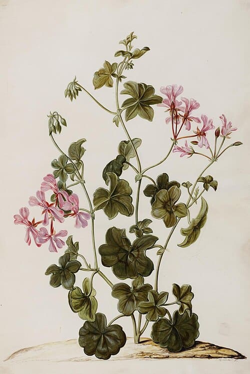 Pelargonium, standing in for Pelargonium horsetail