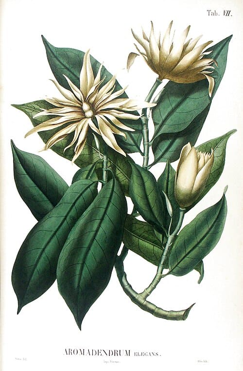Magnolia elegans, standing in for Magnolia japonica