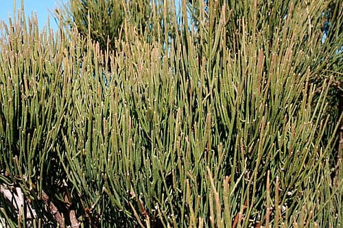Ephedra