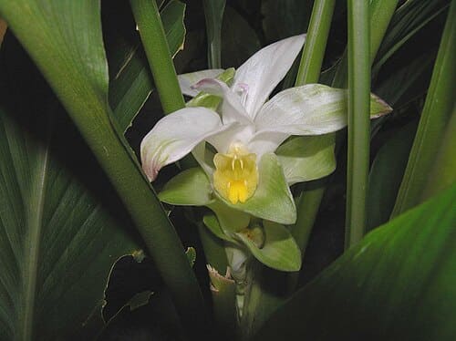Curcuma kwangsiensis