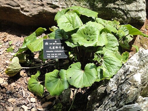 Petasites tricholobus