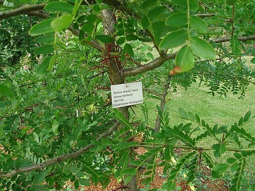 Gleditsia delavayi