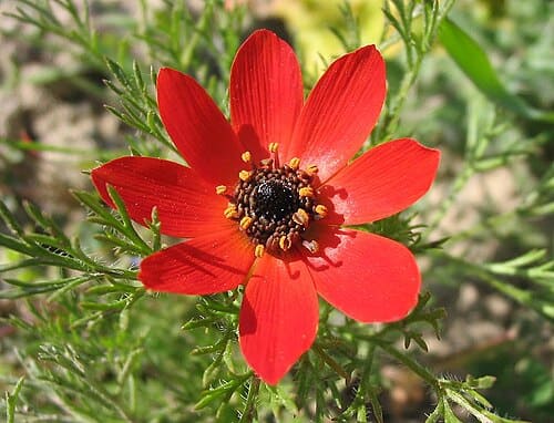 Adonis annua subsp. castellana
