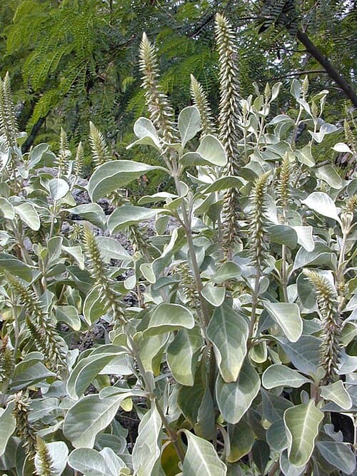 Achyranthes, standing in for Achyranthes alba