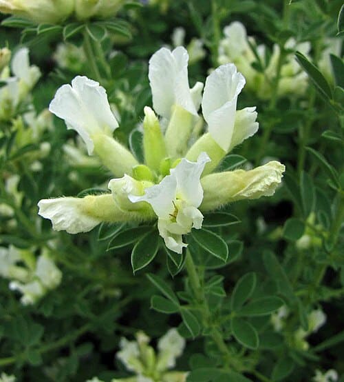 Cytisus albus