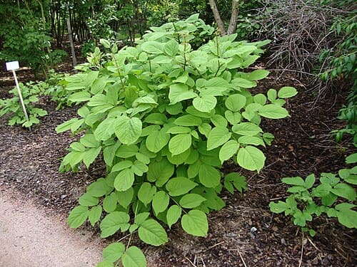 Aralia continentalis