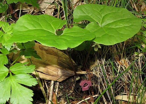 Asarum heterotropoides