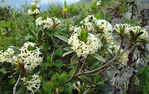 Daphne, standing in for Daphne linoides