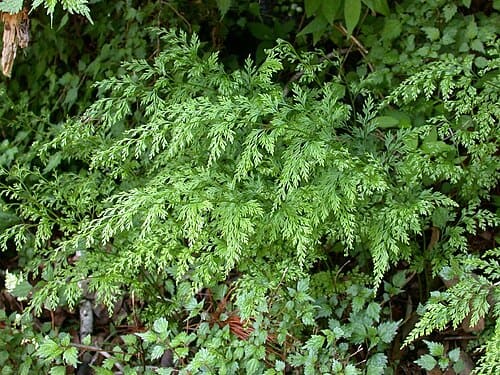 Onychium japonicum, standing in for Onychium japonicum var. lucidum