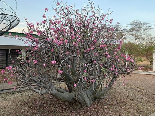 Adenium obesum
