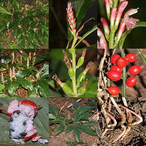 Alpinia japonica